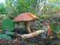 Vörös érdestinóru (Leccinum albostipitatum), Budai-hegység